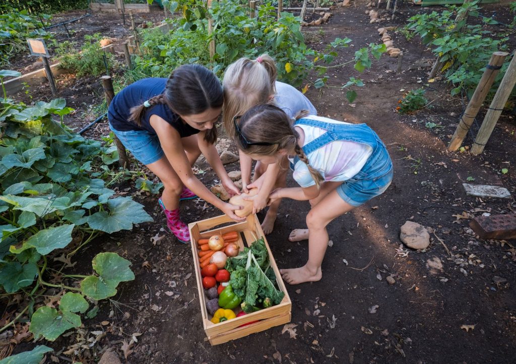 enfants qui récoltent des légumes
